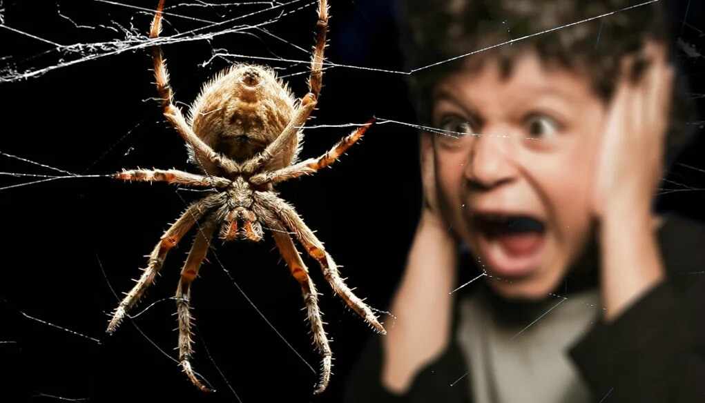 Боязнь пауков