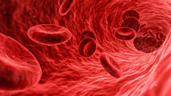 Эритроциты в кровяном русле
