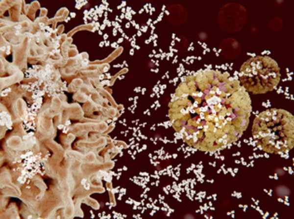 3D модели вируса и антител, которые его атакуют