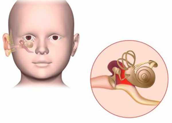 Схематическое изображение головы ребенка и строение уха
