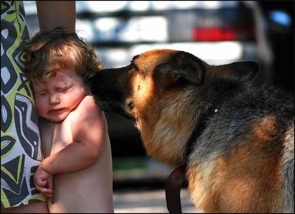 Ребенок боится собаку